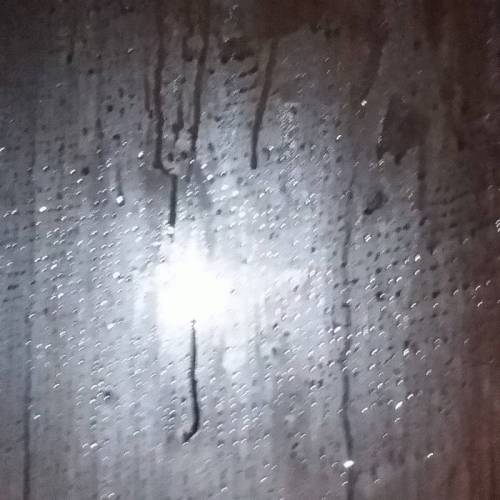 Ancient Boreal Forest : The Forest Passage